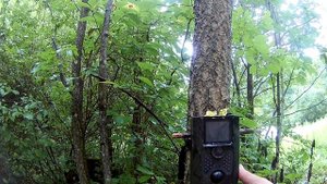 Медведь на приваде разрывает бочку. Охота и рыбалка на Дальнем Востоке.