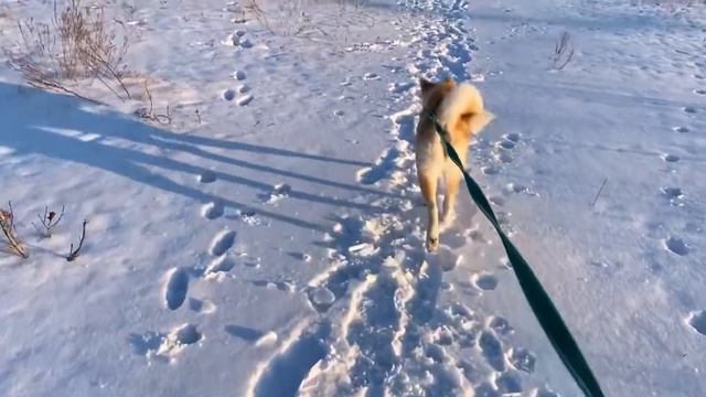 РЕАКЦИЯ АКИТА ИНУ НА ПЕРВЫЙ СНЕГ. Нам 6 месяцев✨ смотреть онлайн