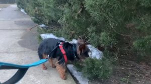 Yorkshire Terrier early morning walk Asmr