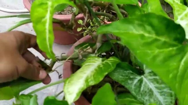 Garden plant Syngonium podophyllum common name Arrowhead vine смотреть онлайн