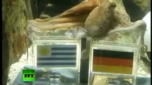 Uruguay - Deutschland! Tintenfisch Paul Vorhersage Deutschland gewinnt Oktopus Orakel Krake WM 2010