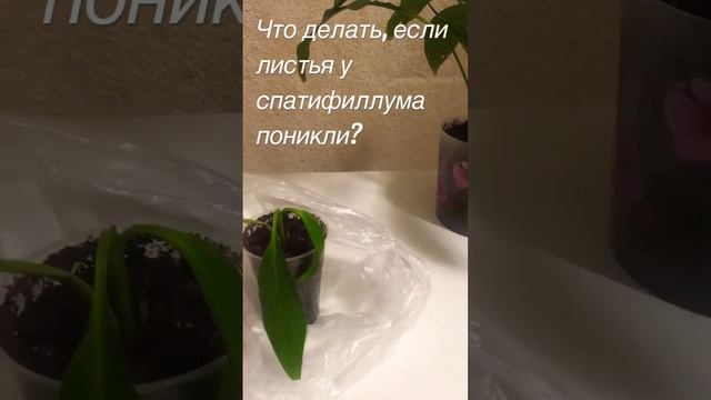 Что делать, если листья у спатифиллума поникли? #Комнатные цветы в Ижевске#