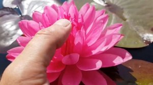 Нимфея Fuchsia Pom Pom (nymphaea Fuchsia Pom Pom)