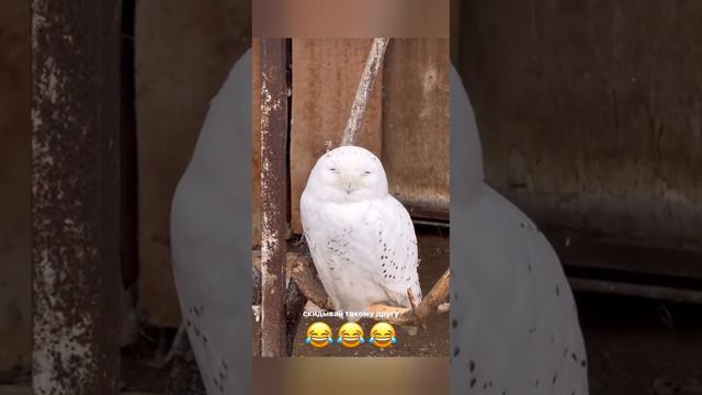 🦉😅