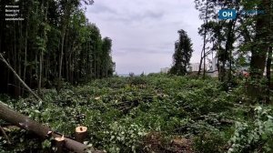 В Орле вырубили деревья Прокуровского лесопарка под новую дорогу