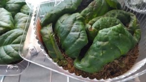 ПОЛИВ УКОРЕНЕНЫХ ЛИСТОВ ГЛОКСИНИЙ,ЧТО ВЫРОСЛО.