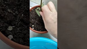 проращивание розы в мёде и банане - проверим