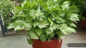 Syngonium सर्दियों में बचाइए//7 months लग गए Green & bushy करने में