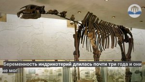 3 вида вымерших млекопитающих-гигантов