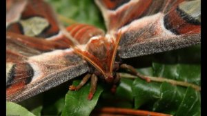 Одна из самых больших бабочек в мире!