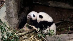"Zоопарк": "Большие панды: Рожденные быть дикими"