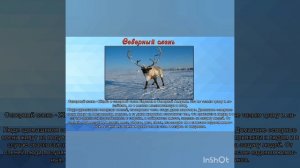 Животные холодных стран ( презентация)