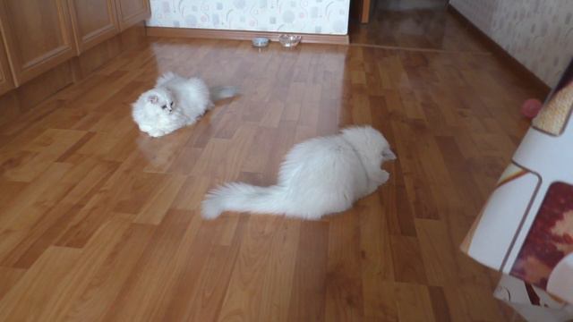 Котята играют с жуком смотреть онлайн