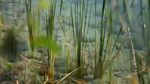 Моя Родина, мой Дагестан