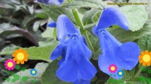 Шалфей отклоненный Патио Дип Блю. Краткий обзор, описание salvia patens Patio Deep Blue