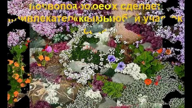 Газон на даче своими руками. Почвопокровные растения