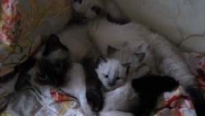 Кошка с котятами