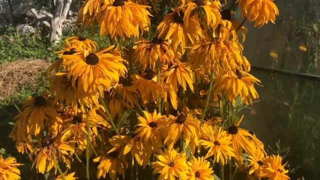 Моя дача в августе / обзор сада огорода теплиц смотреть онлайн