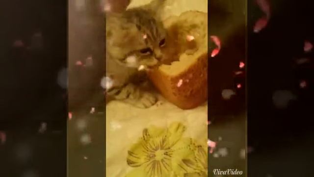 Кошка с котёнком поедают хлеб смотреть онлайн