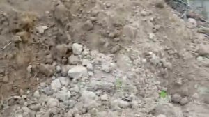 #276 (2018-07-31) огород-2018. Выкапываем картофель Невский. Урожай с 10 кустов