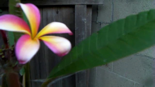 Rare Plumeria Flowers Videos by Stephanie, Garden, now blooming series11 in 2009 смотреть онлайн