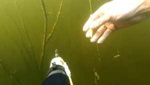 Медуза КРАСПЕДАКУСТА в затопленном лесу.Нижегородская обл.
