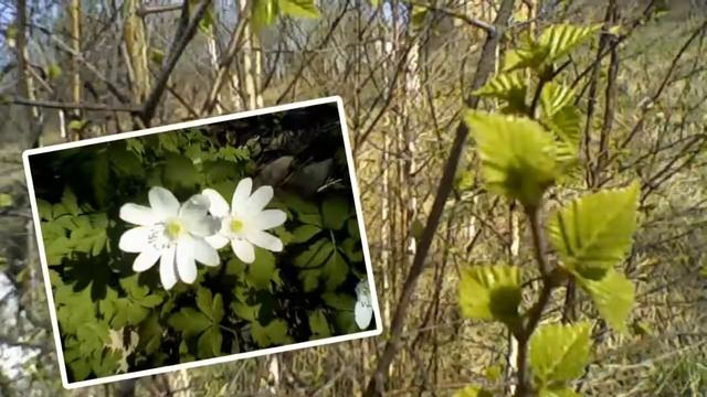 весна пришла смотреть онлайн