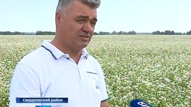 В одном из хозяйств Орловской области сознательно отказались от химических удобрений
