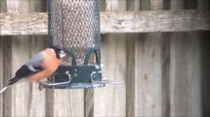 Bullfinch with a White Tail Digiscoped with a WO GT81 Telescope