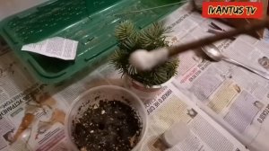 Черенкование пихты зимой