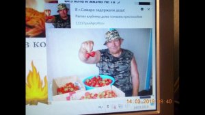 О выращивании клубники в квартире и об интернет-мошенниках.