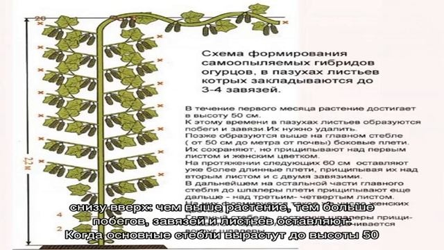 Как правильно прищипывать огурцы в теплице: правила ухода от посадки до урожая