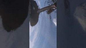 Как приручить ондатру