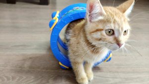 Игра со сломанным барабаном. Котята.