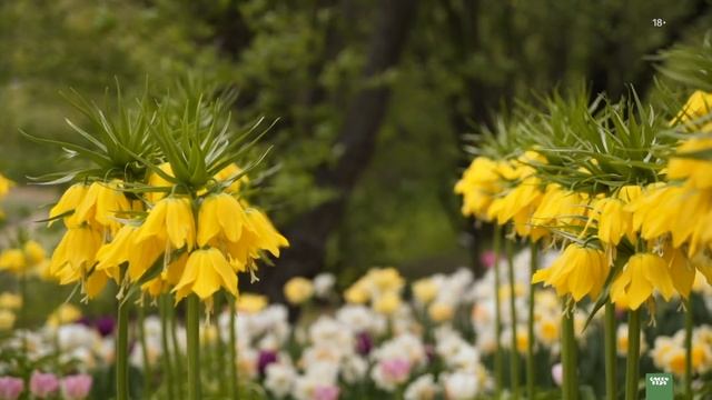 ТЮЛЬПАНЫ И ЛУКОВИЧНЫЕ. Тюльпаны обрезка смотреть онлайн