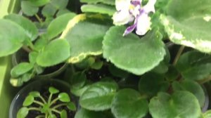 Как цветут пасынки химеры АВ Ленинградское мороженое? Фиалки