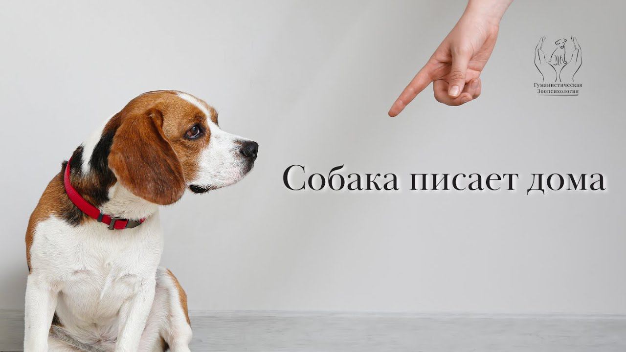 Собака писает дома смотреть онлайн
