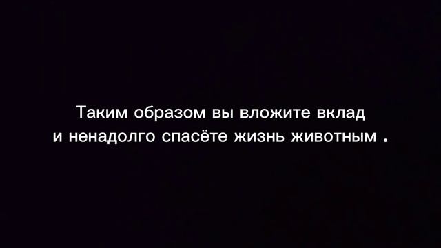 НАЧАЛО СБОРА СРЕДСТВ НА КОРМ БЕЗДОМНЫМ ЖИВОТНЫМ