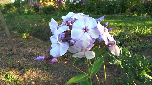 Флокс Северное сияние? обзор, описание, цветение, отзыв смотреть онлайн