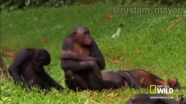 ЧАП   ЧАП
