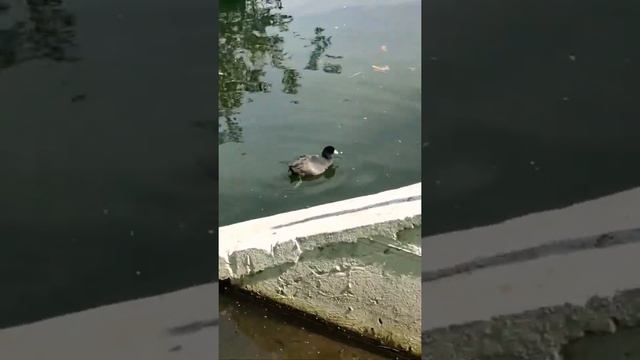 Minsk Belarus, утка лысуха поселилась в центре Минска