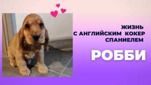 Жизнь с Английским  Кокер Спаниелем