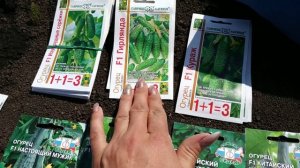 ПОСЕВ ОГУРЦА В ОТКРЫТЫЙ ГРУНТ НА ШПАЛЕРЕ.