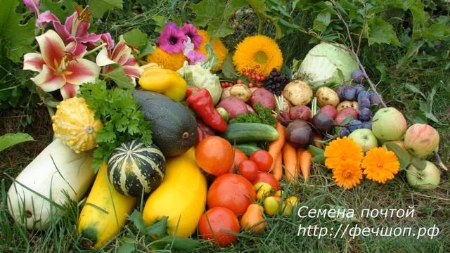 Простые советы начинающему дачнику