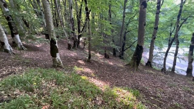 Галопом по Грибным тропам!как всегда случайно и много грибов!летние грибы-2й слой!тихая охота 2023! смотреть онлайн