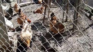 Стимулирует ли пророшенное зерно или тесто на дрожжах сесть курицу на яйца