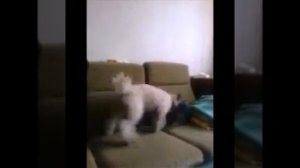 Мини Йорк и пудель