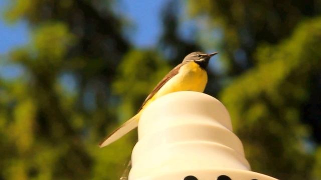 Горная трясогузка. Голос. смотреть онлайн