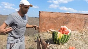 ?Выборка спелого Арбуза. Новый гибрид Эпика F1 - ?Бомба!