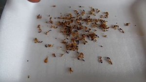 Как собрать семена колеуса.Coleus